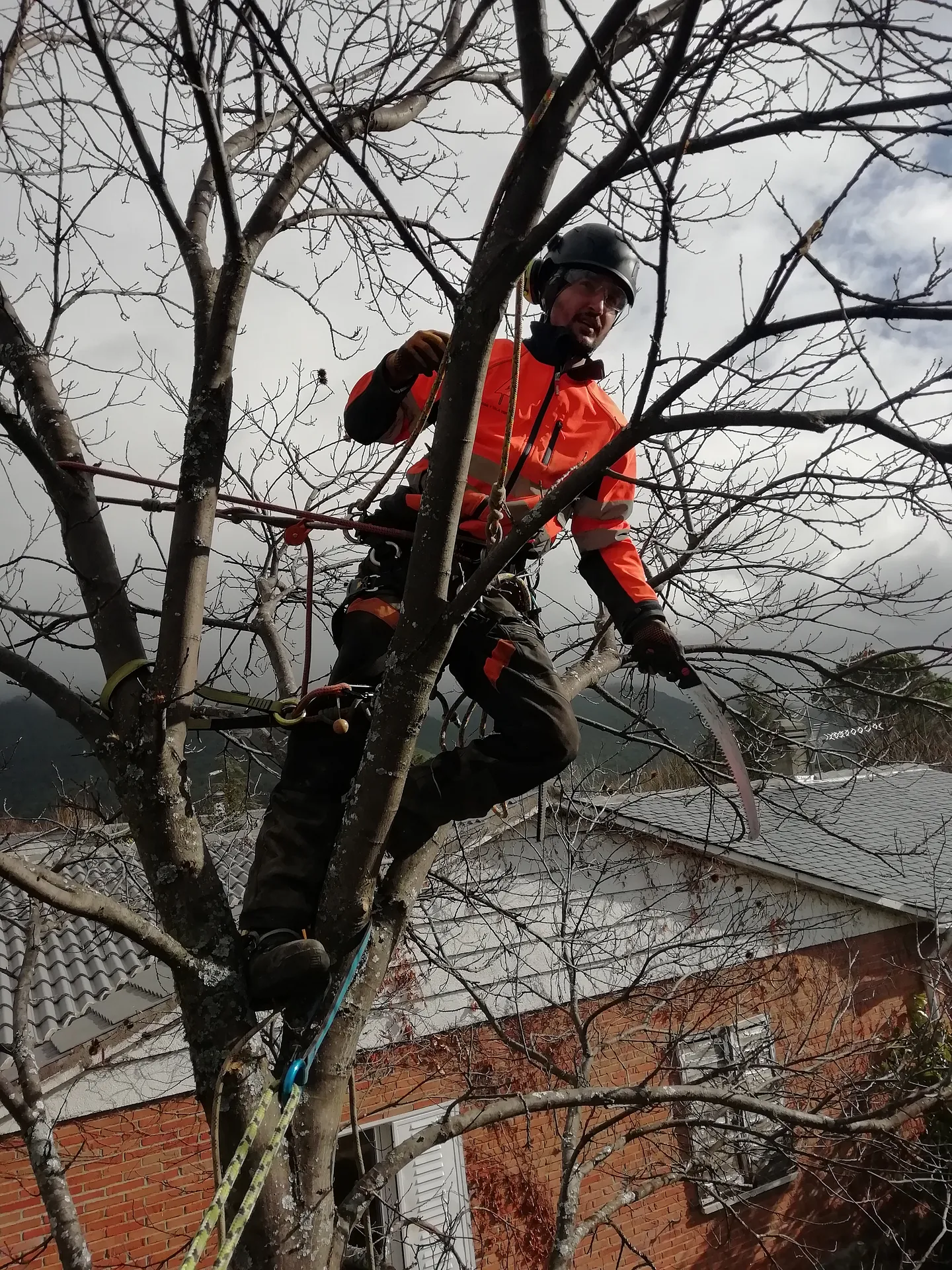 Hombre cortando un árbol 